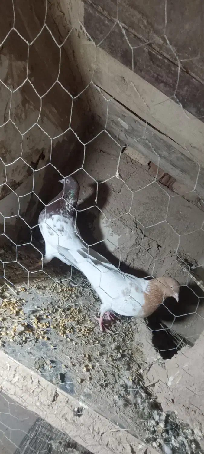 ۴عدد کبوتر پرشی کله ای ها جفت اون یکی ها نر|پرنده|بکتاش, |دیوار