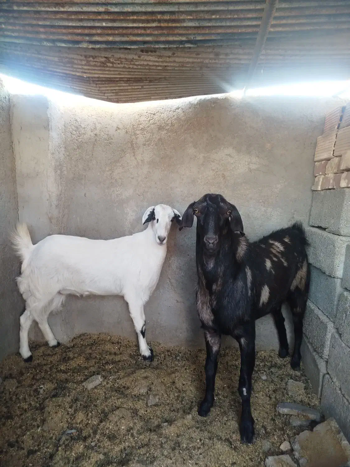 بز نژاد عربی سومالی|حیوانات مزرعه|زابل, |دیوار