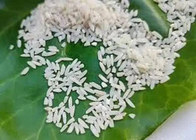 برنج هاشمی درجه یک اعلاء|خوردنی و آشامیدنی|رشت, یخسازی|دیوار