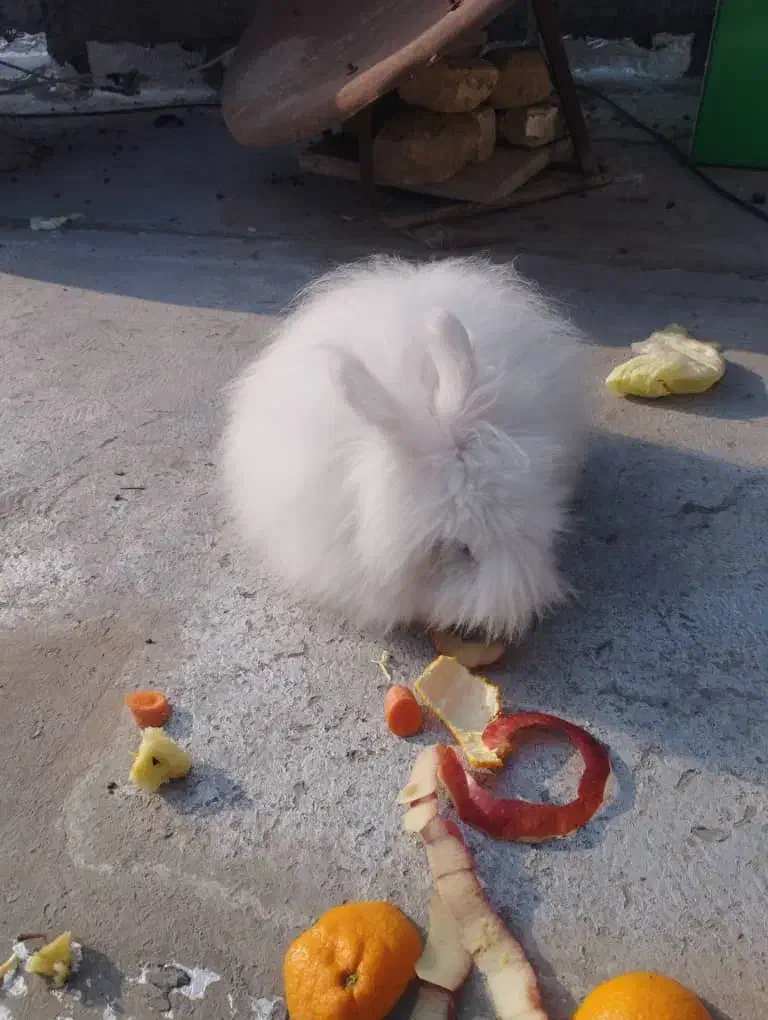 خرگوش لپ.یک ساله.نر|موش و خرگوش|ورامین, ورامین|دیوار