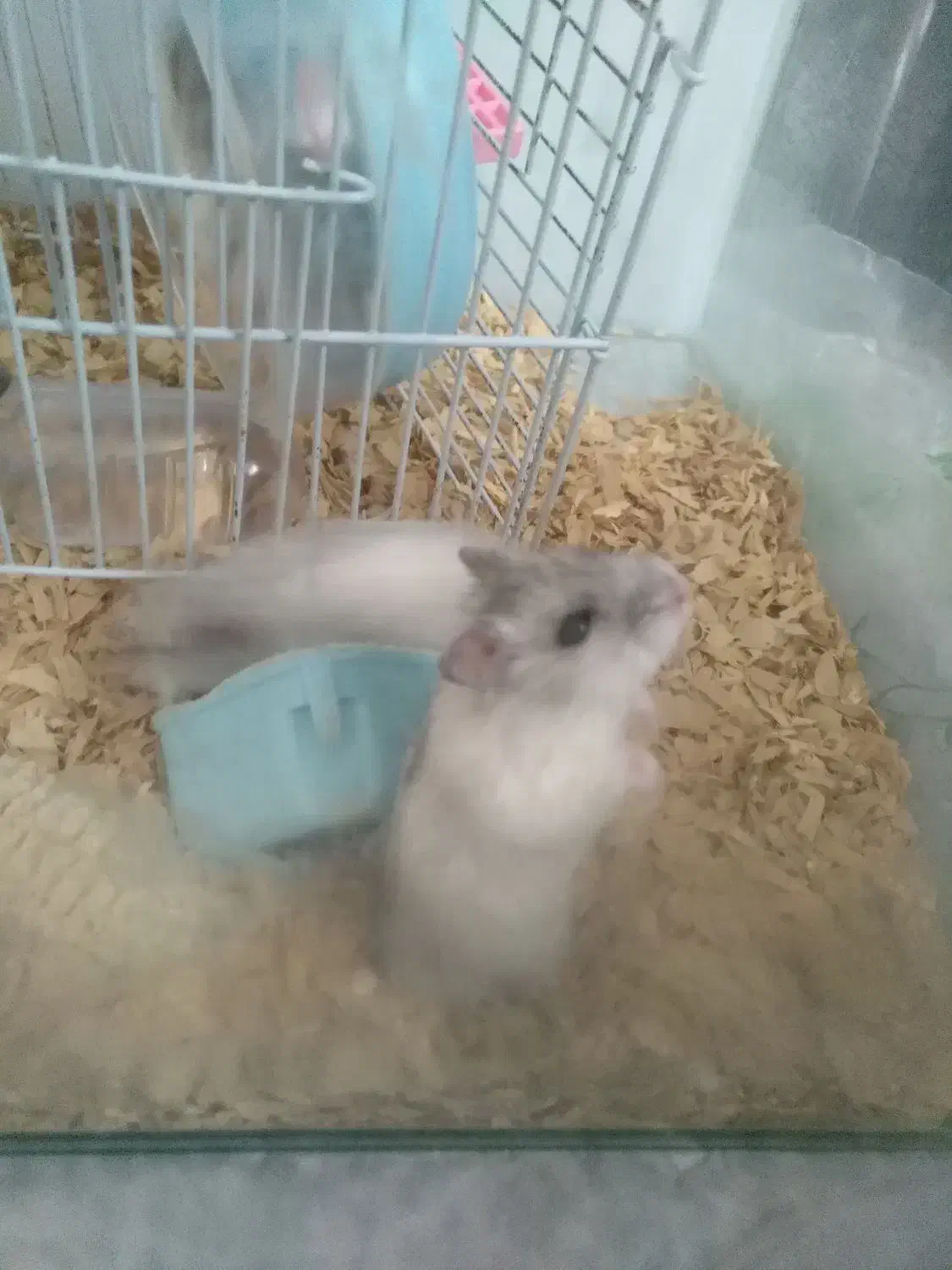 همستر سفید و مشکی|موش و خرگوش|تهران, خواجه نصیر طوسی|دیوار