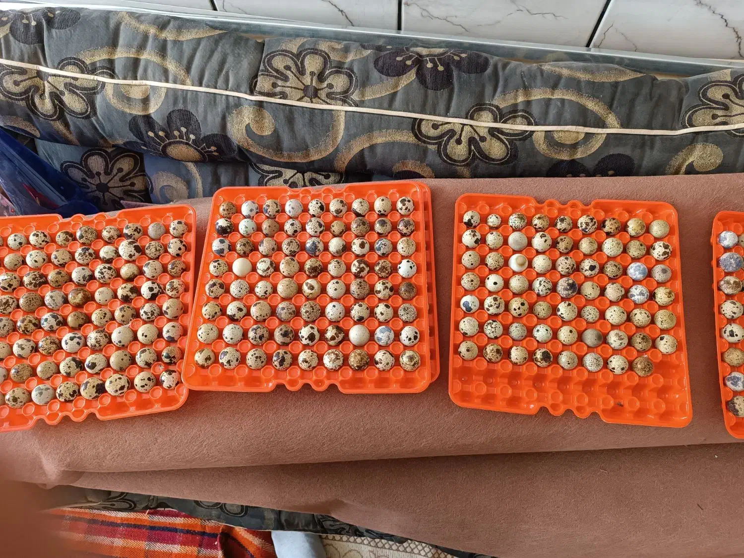 تخم بلدرچین نطفه دار|حیوانات مزرعه|نجفآباد, حومه نجف آباد|دیوار