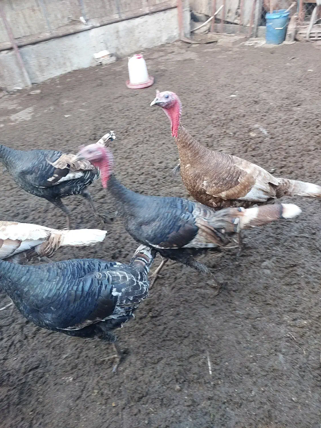 بوقلمون نر و ماده|حیوانات مزرعه|ینقاق, |دیوار