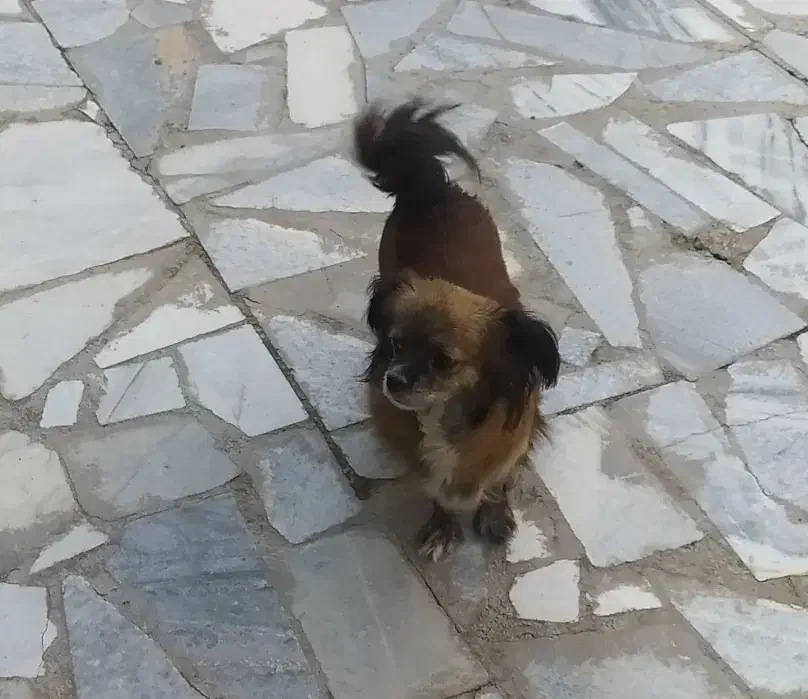 سگ نژاد دار|سگ|سنندج, |دیوار