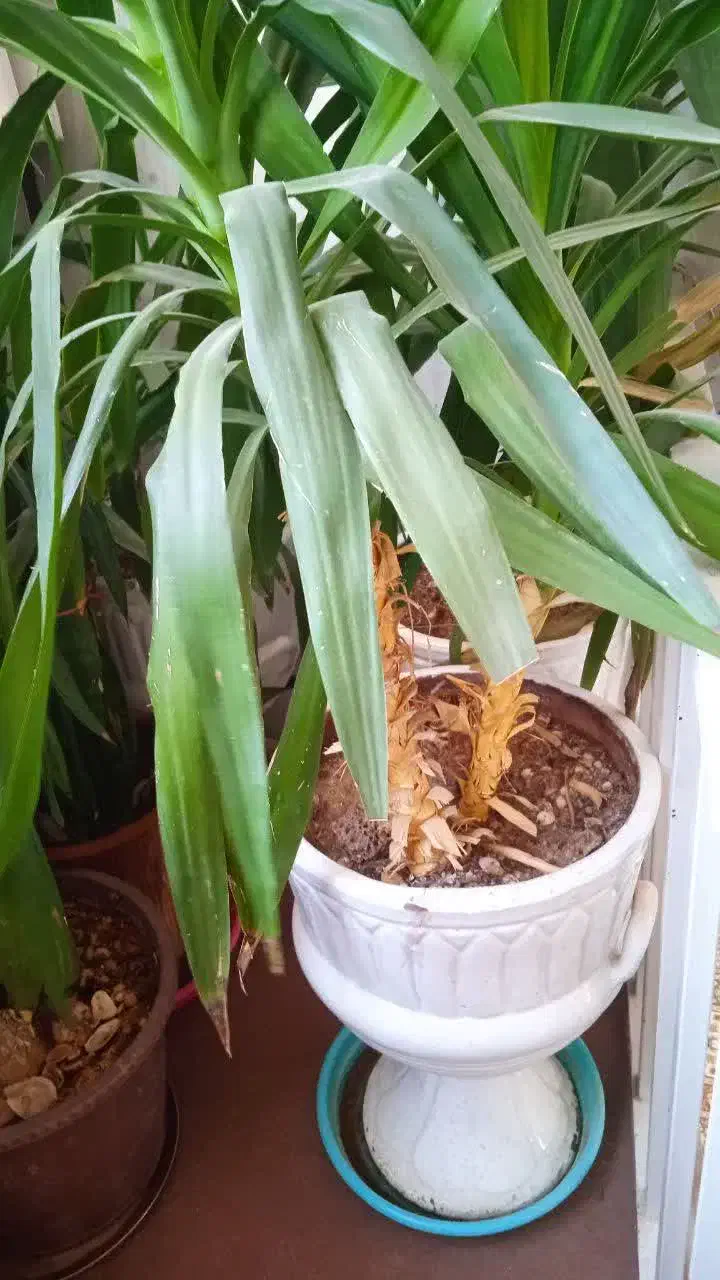 گل یوکا خیلی بزرگ|گل و گیاه طبیعی|اصفهان, دهنو|دیوار