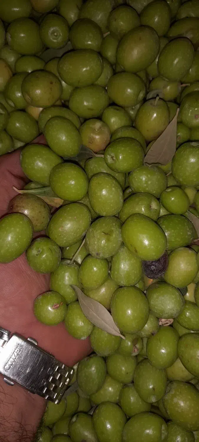 زیتون|خوردنی و آشامیدنی|رشت, منظریه|دیوار