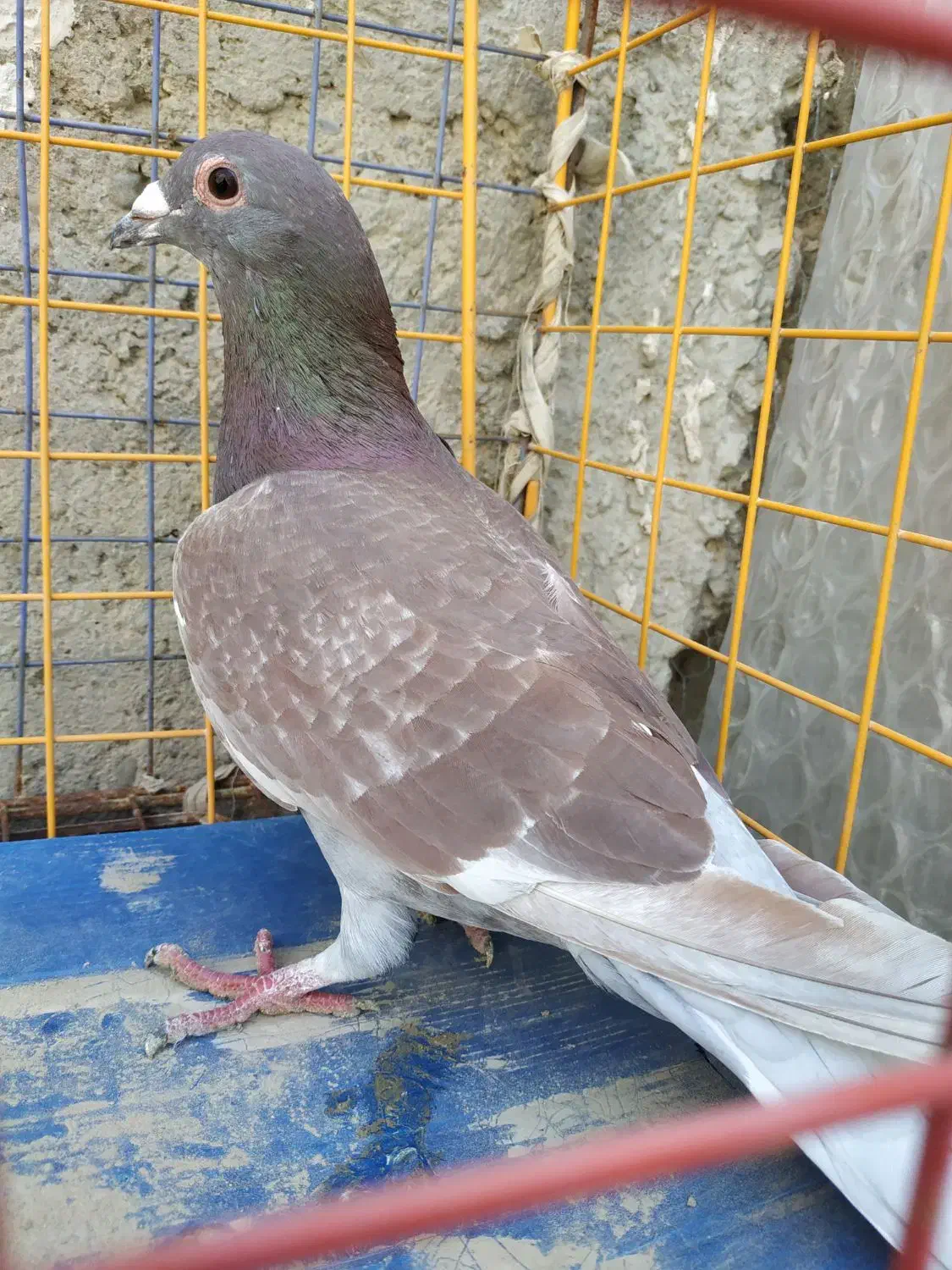 کبوتر سرخ|پرنده|سراوان, |دیوار