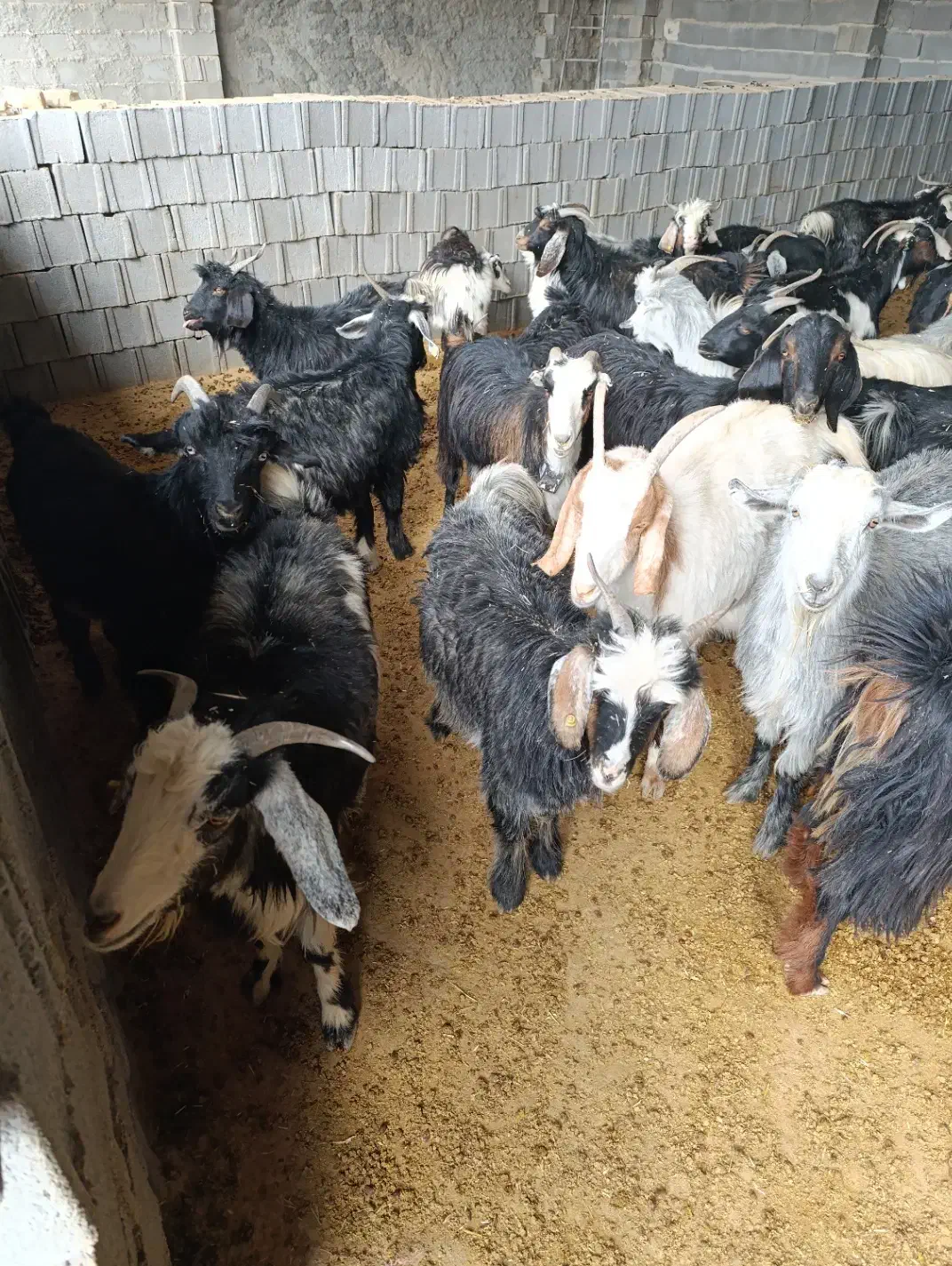 بز جوان شکم اول دوم|حیوانات مزرعه|مرودشت, ده بید|دیوار