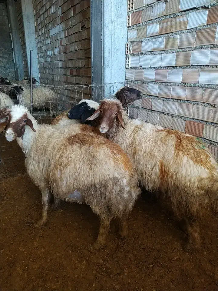 با سلام خدمت دوستان پنج راس میش ابستن شک|حیوانات مزرعه|ملکشاهی, |دیوار