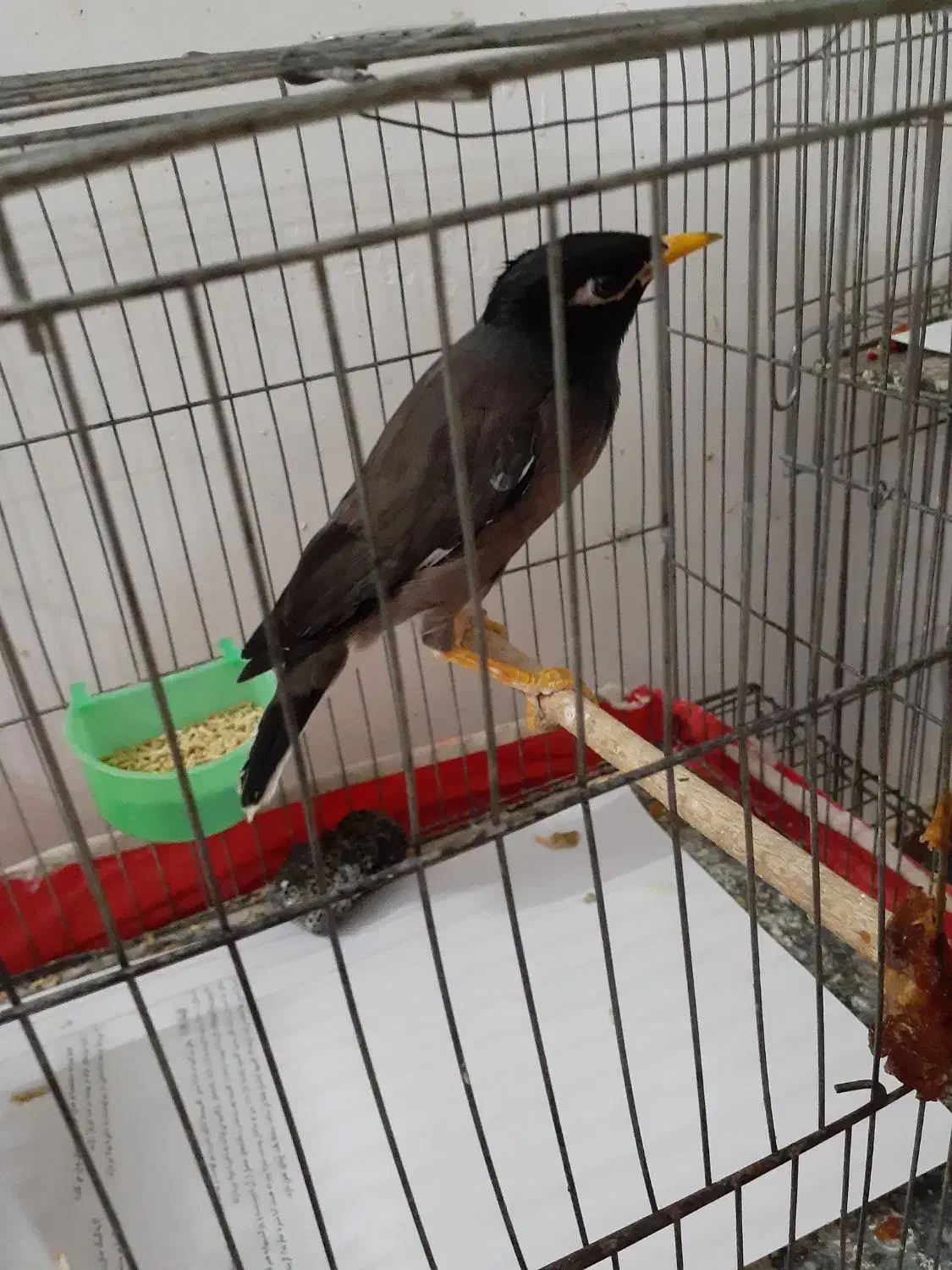 دو تا جوجه مینا|پرنده|قم, پردیسان|دیوار