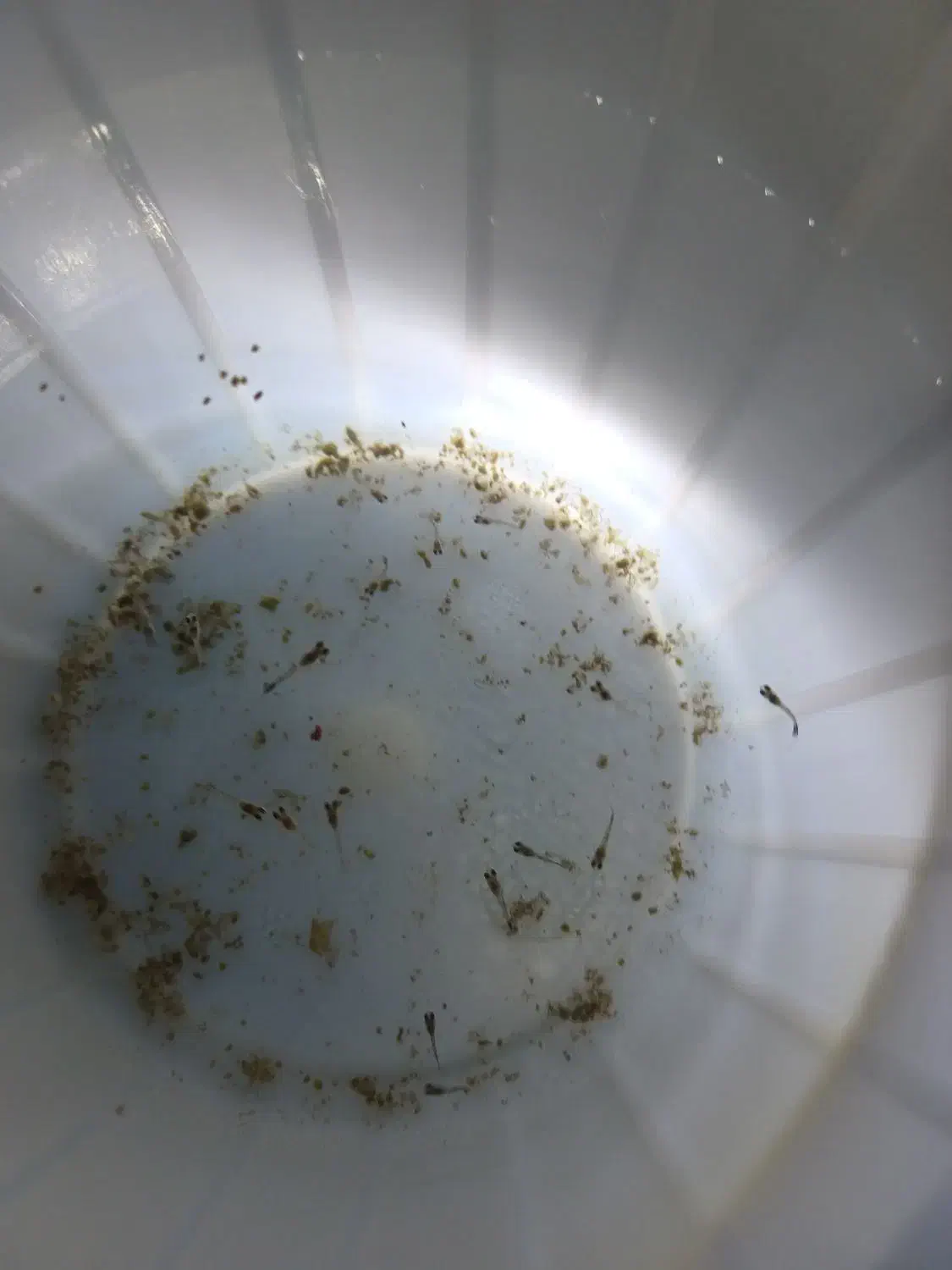 گوپی بیگ ایر رد موزاییک|ماهی|تبریز, |دیوار