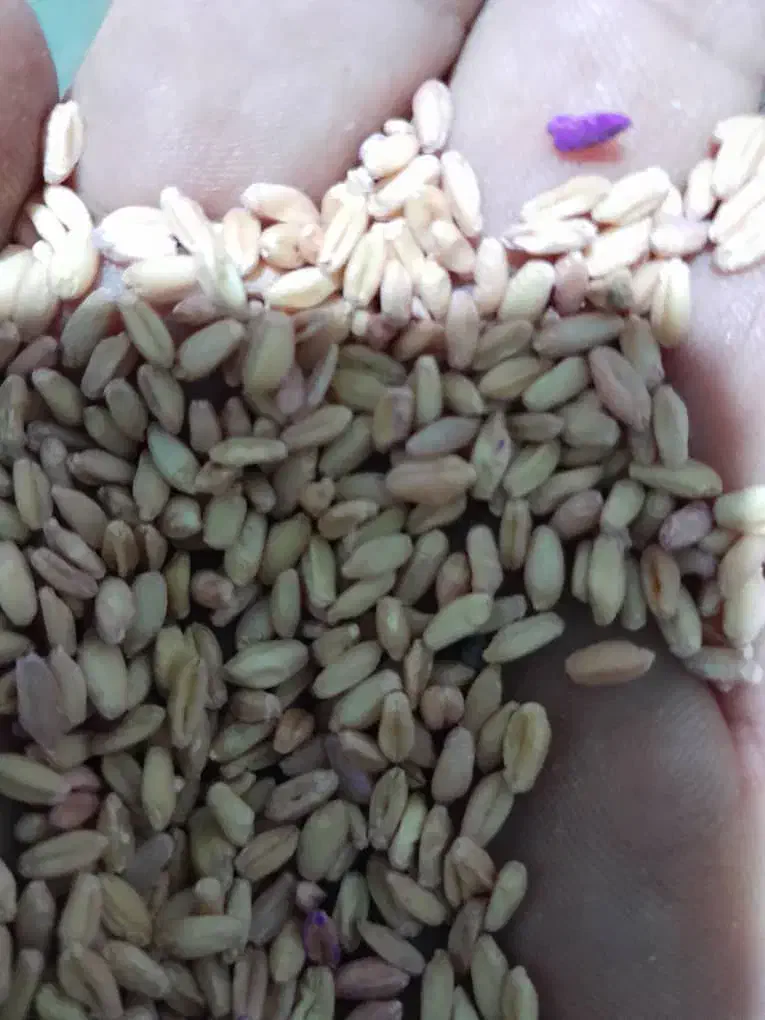 گندم کوهدشت .بوجارشده . تمیز|خوردنی و آشامیدنی|کوهنانی, |دیوار