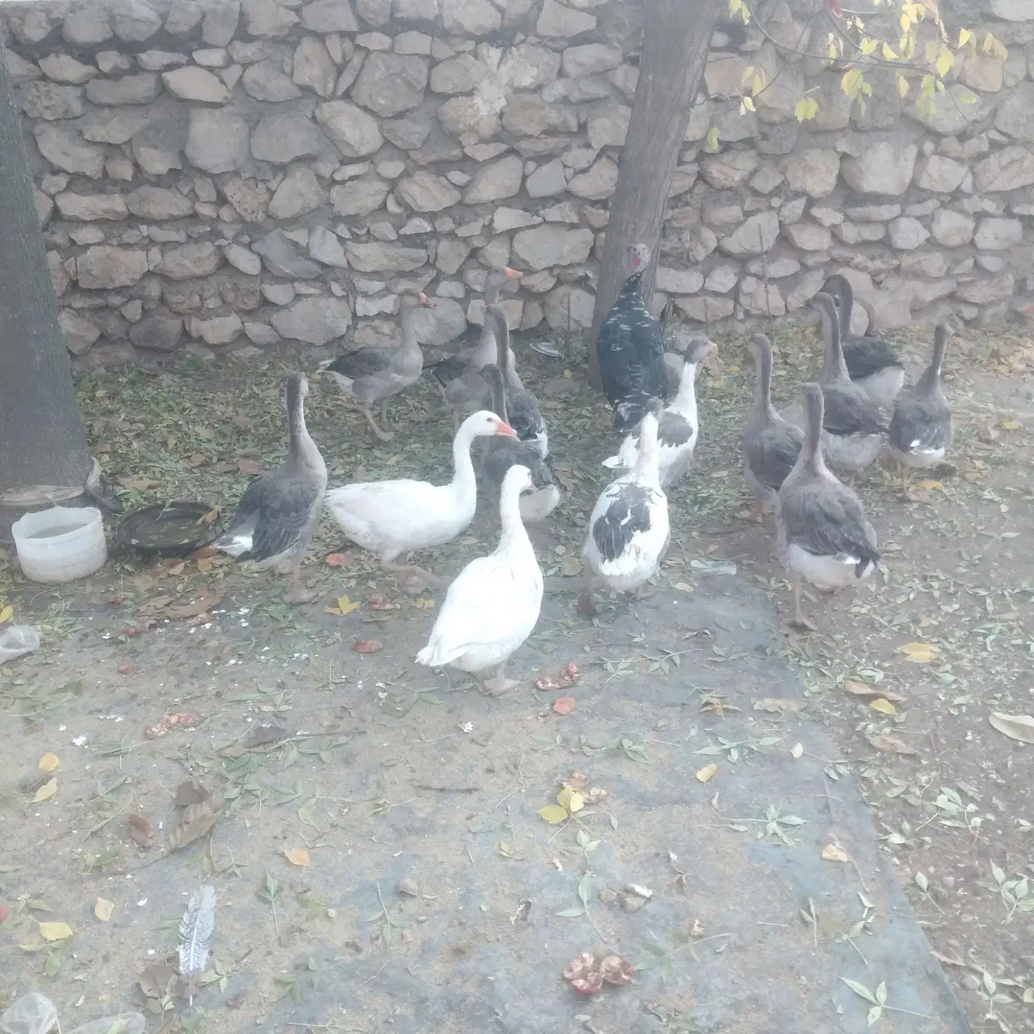 غاز|حیوانات مزرعه|یاسوج, |دیوار