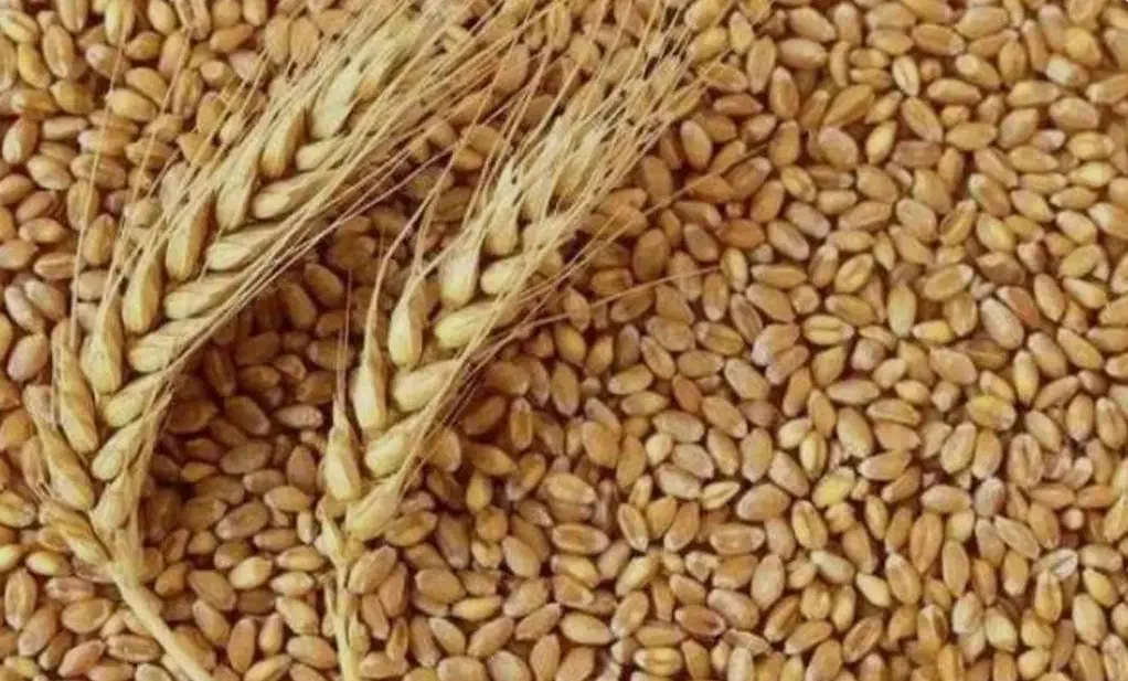 گندم پیشگام امسال|عمده‌فروشی|بشاریات, |دیوار