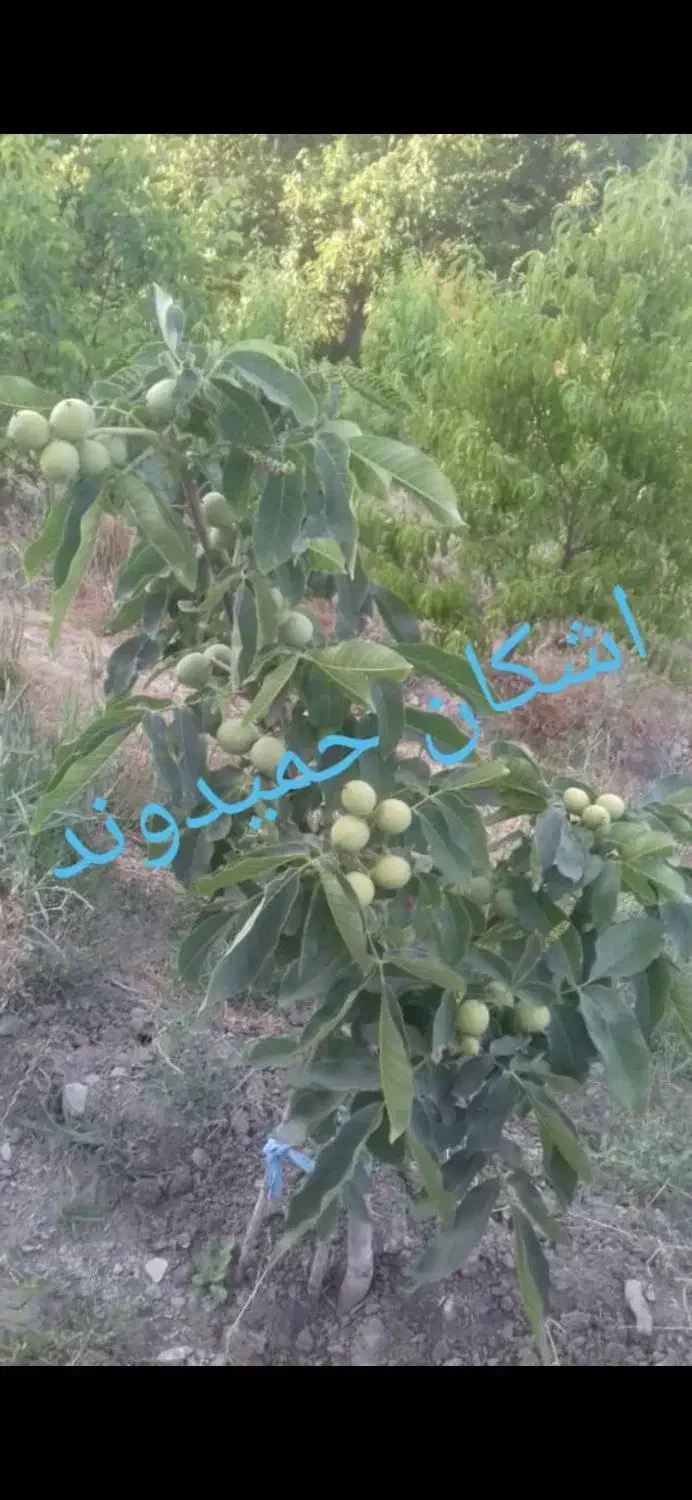 نهالستان (اشکان حمیدوند)|خدمات باغبانی و درختکاری|نهاوند, |دیوار