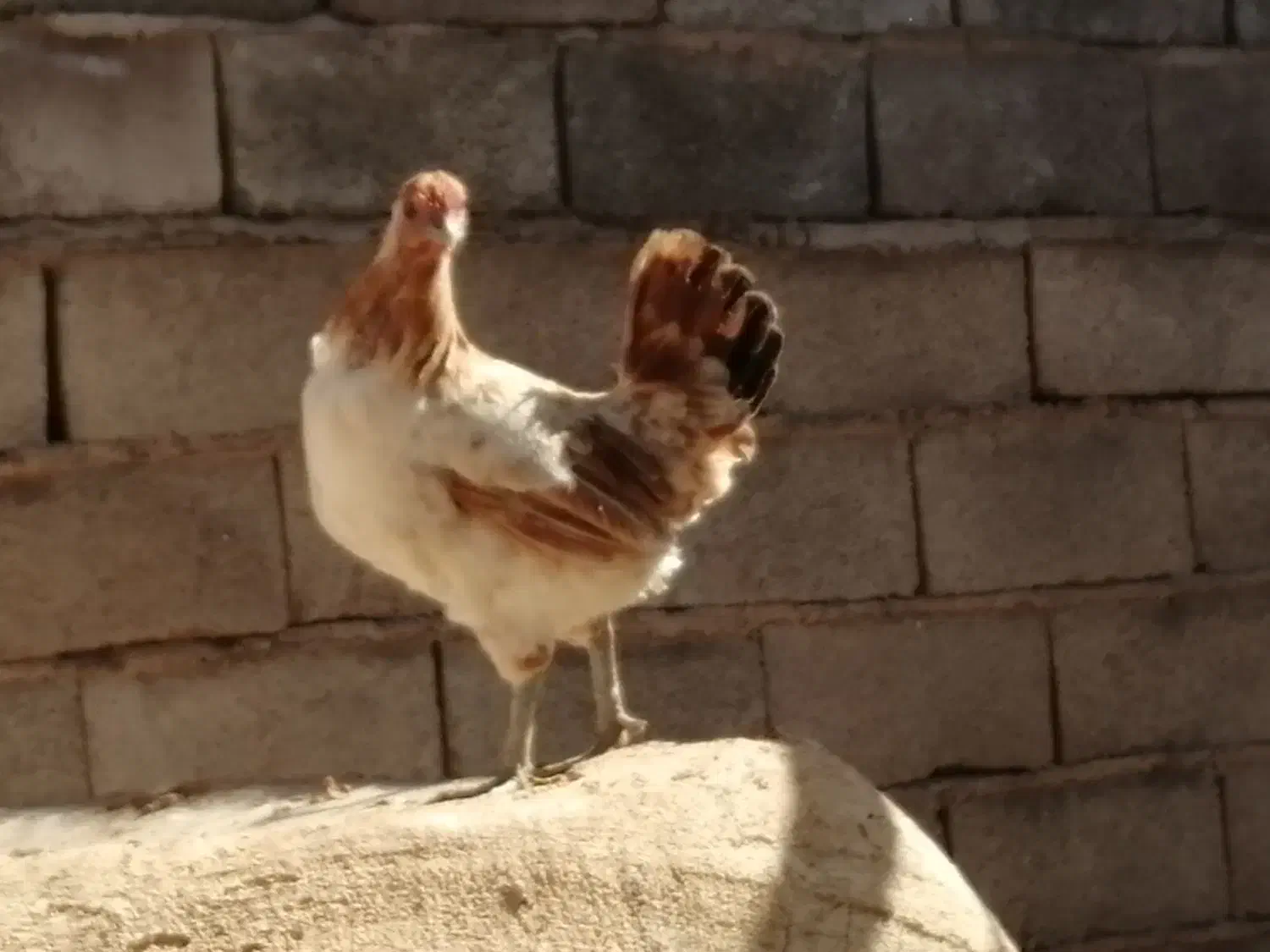 مرغ خروس محلی اصیل|حیوانات مزرعه|چترود, |دیوار