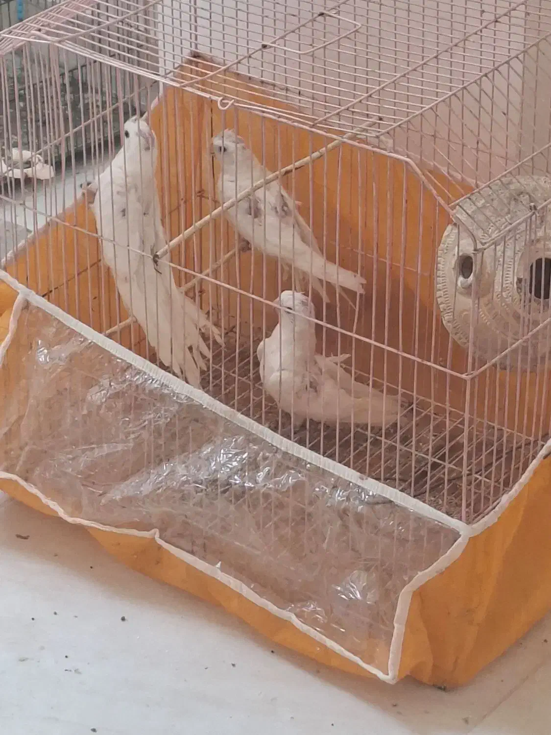 جوجه عروس هلندی|پرنده|میناب, |دیوار