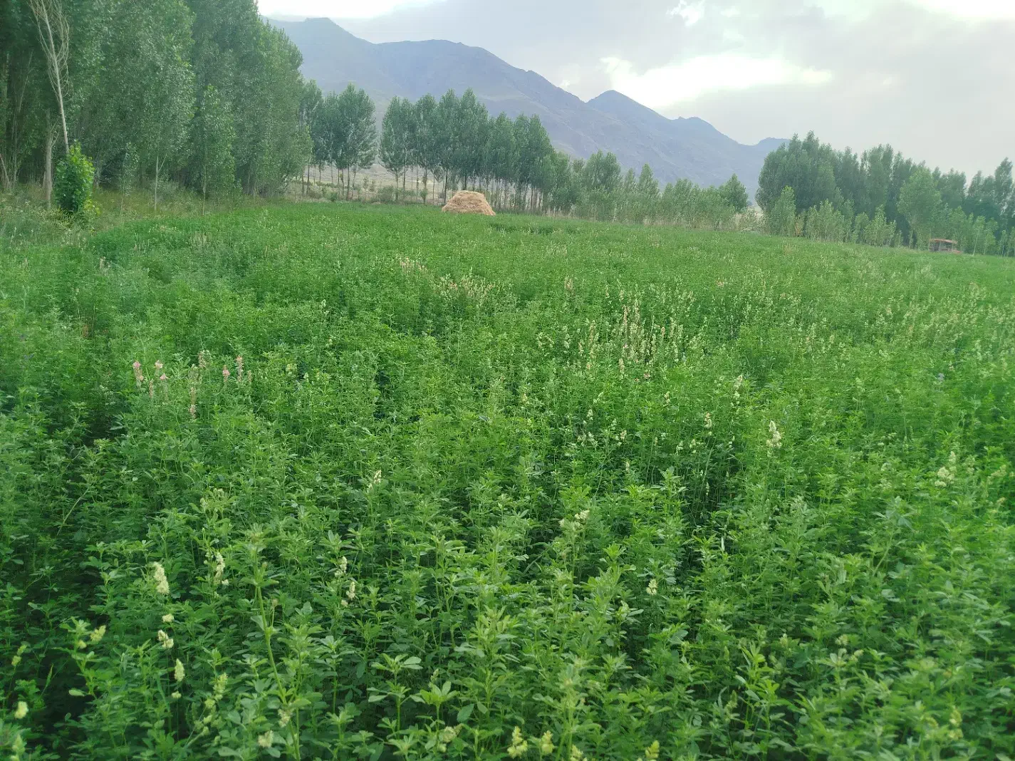 یونجه خالص چین سوم|عمدهفروشی|صفائیه, |دیوار