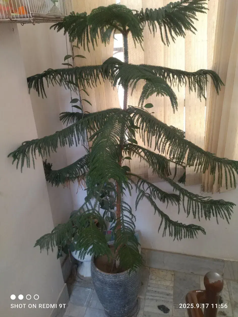 کاج مطبق|گل مصنوعی|مشهد, نظام دوست|دیوار