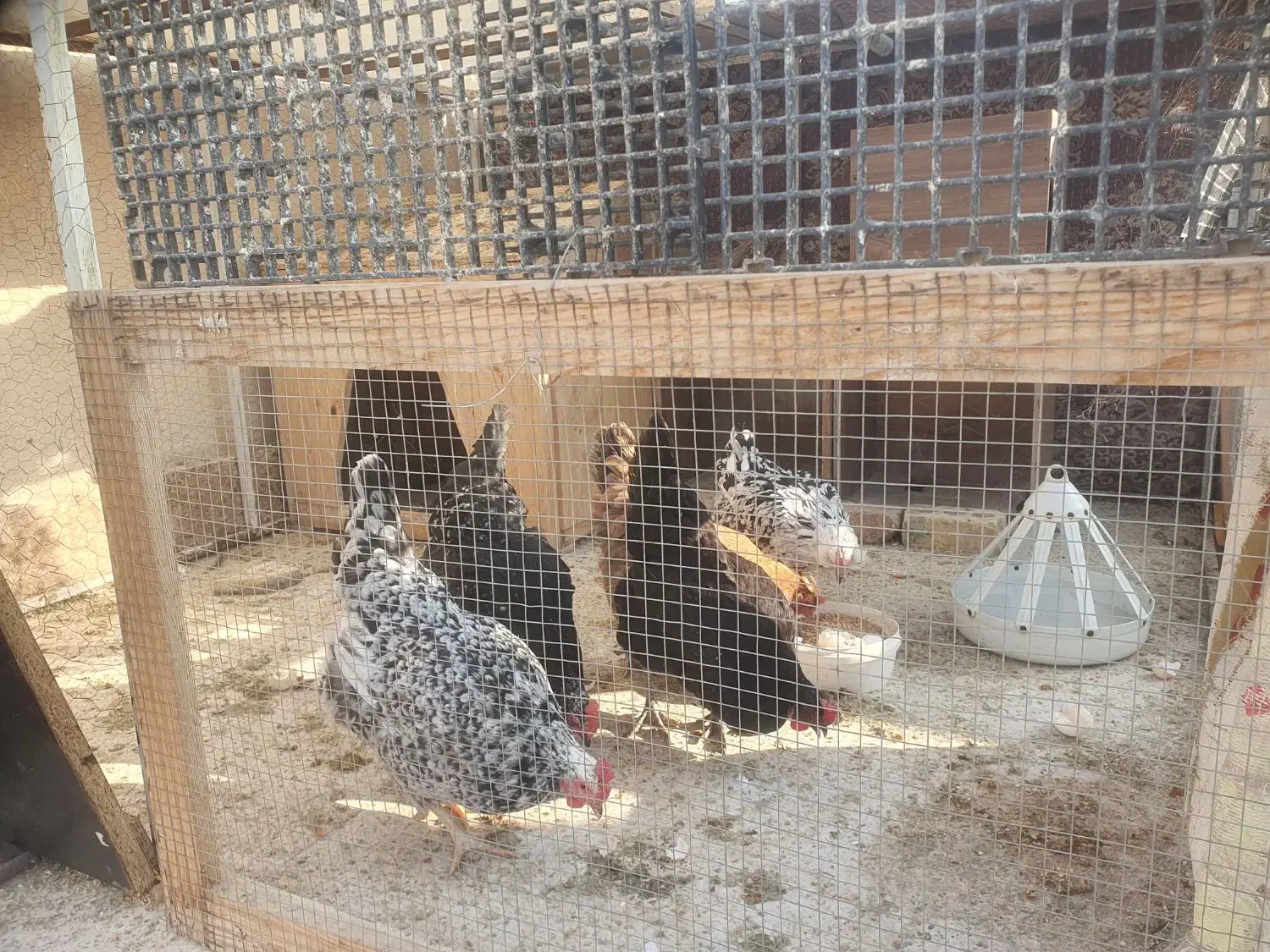 مرغ گلین|حیوانات مزرعه|گلبهار, شهر جدید گلبهار|دیوار