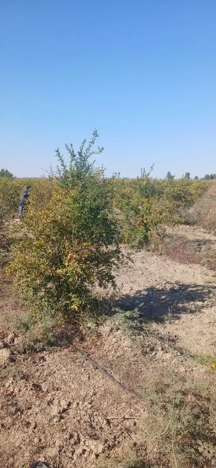 انار ربی|عمده‌فروشی|گنبد کاووس, |دیوار