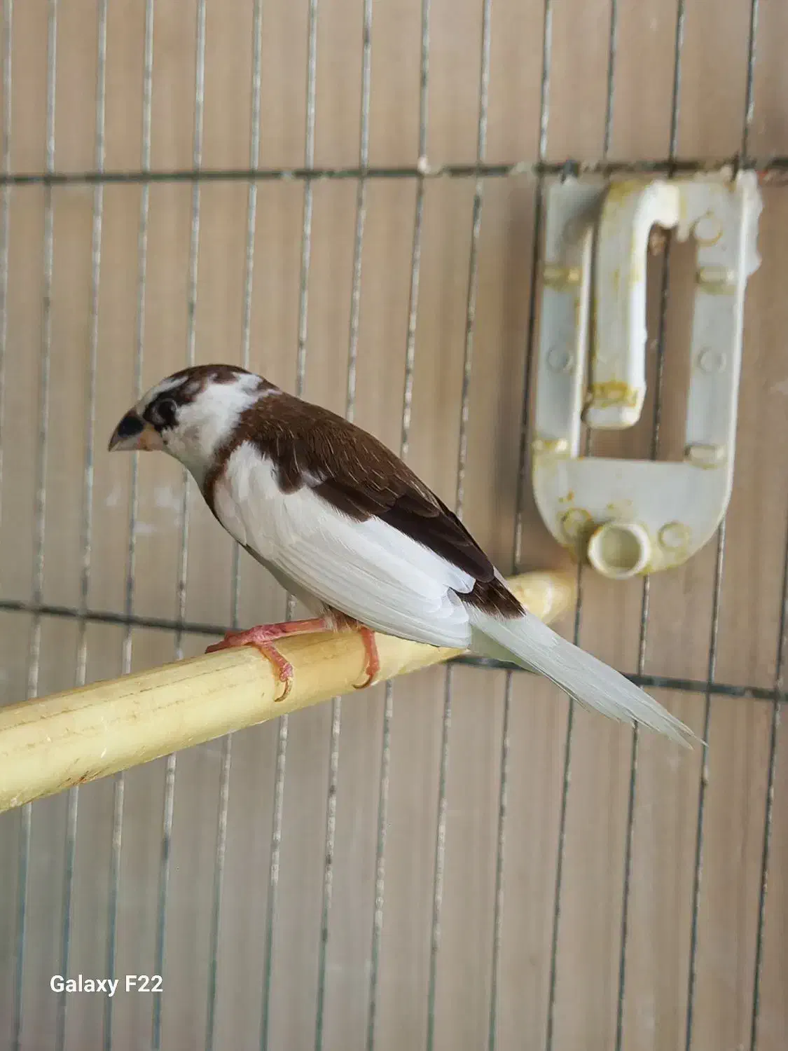 فنچ بنگالی نر|پرنده|هشتگرد, تهران دشت|دیوار