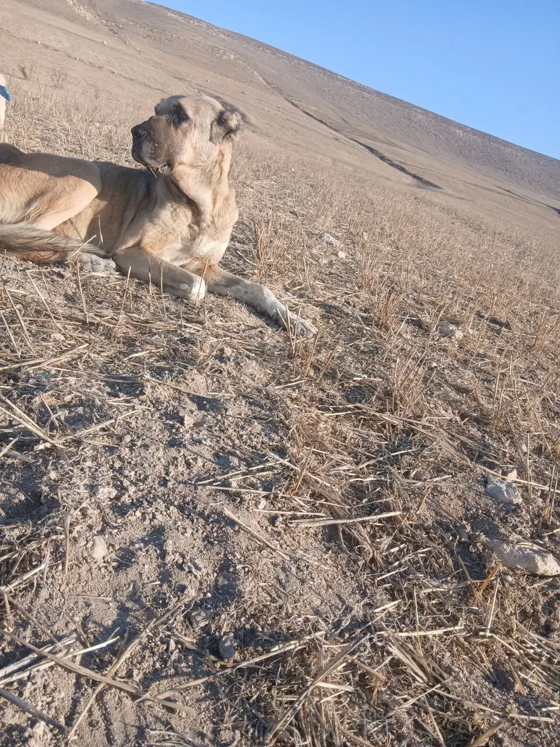 سگ ماده سرابی|سگ|اردبیل, |دیوار