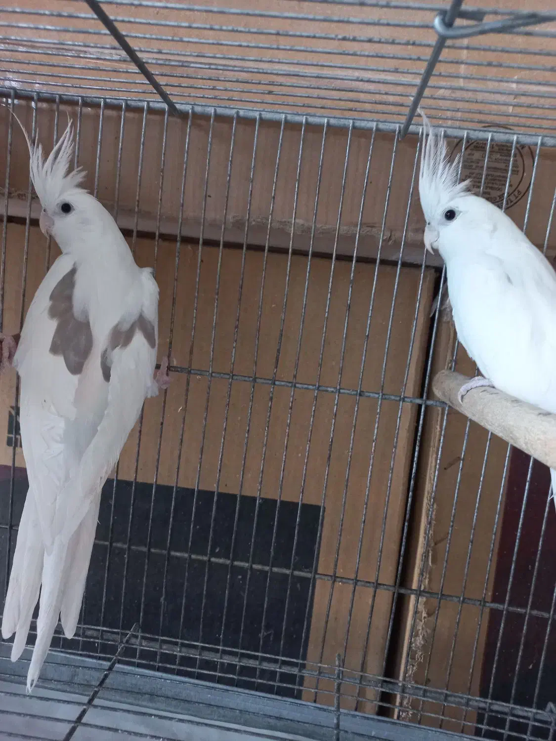 فروش ۵جفت عروس هلندی البیتو خاص تکخال|پرنده|شهرکرد, |دیوار