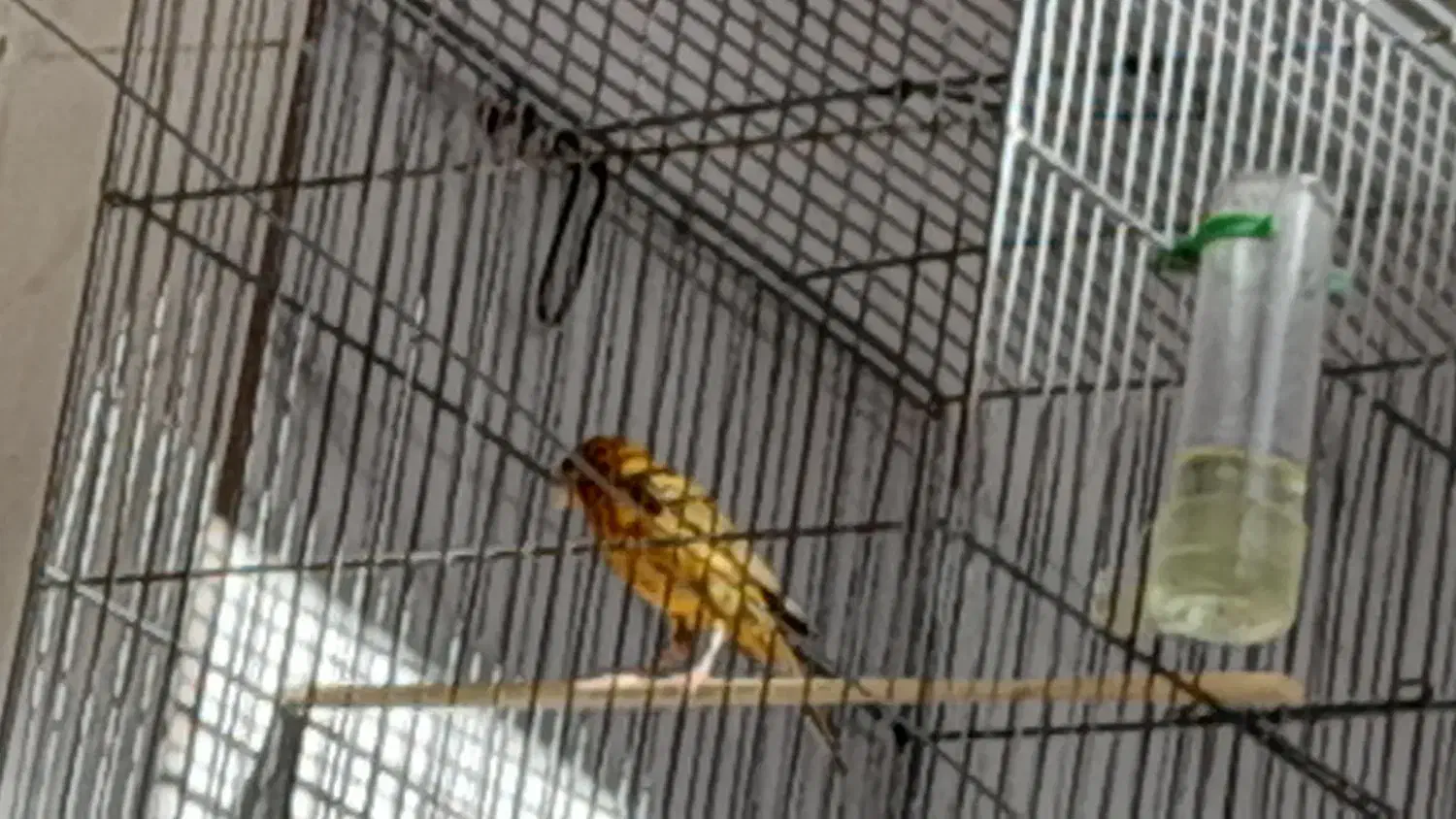 قناری سرخ نر|پرنده|شیراز, شهرک بهار|دیوار