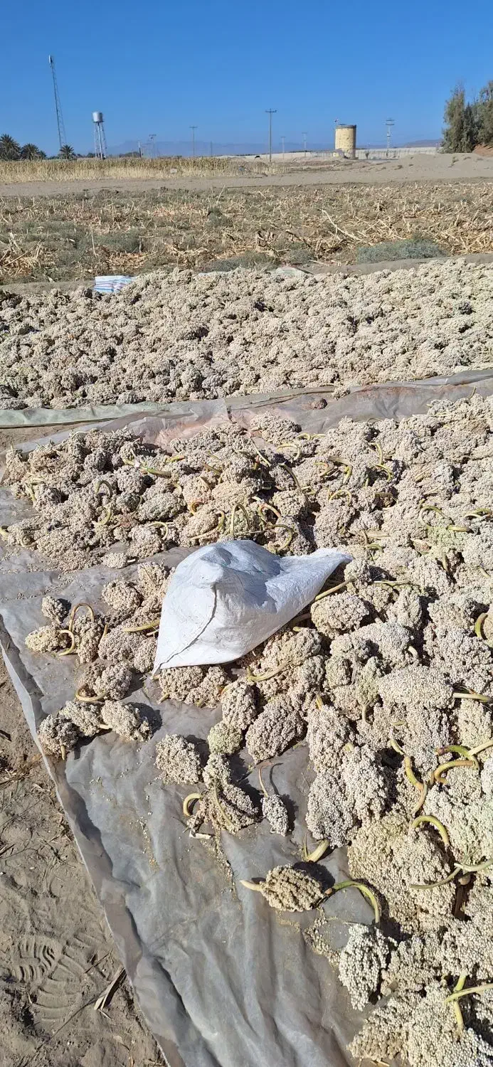 ذرت واسه ارد خوراک دام|لوازم جانبی حیوانات|ریگ ملک, |دیوار