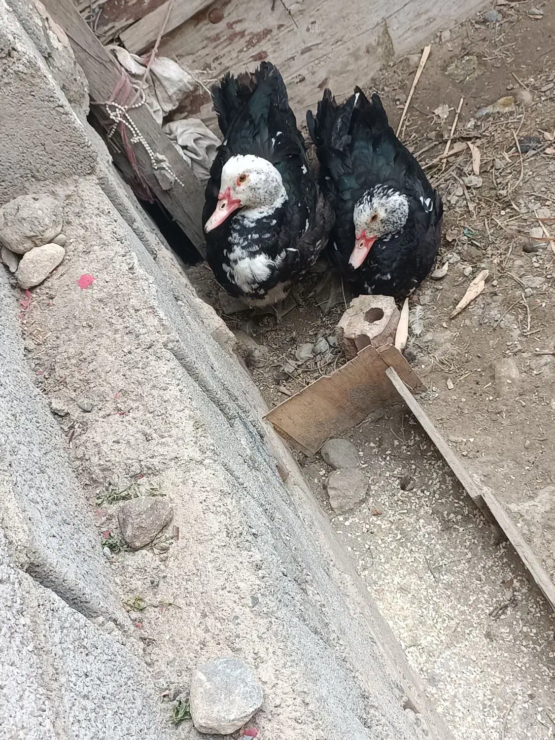 اردک اسرائیلی گوشتی|حیوانات مزرعه|نقده, |دیوار