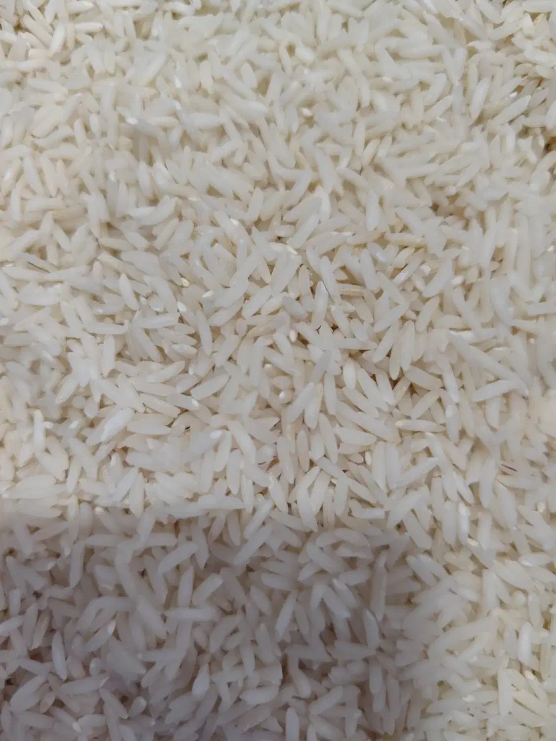 برنج هاشمی|خوردنی و آشامیدنی|رشت, جهاد|دیوار