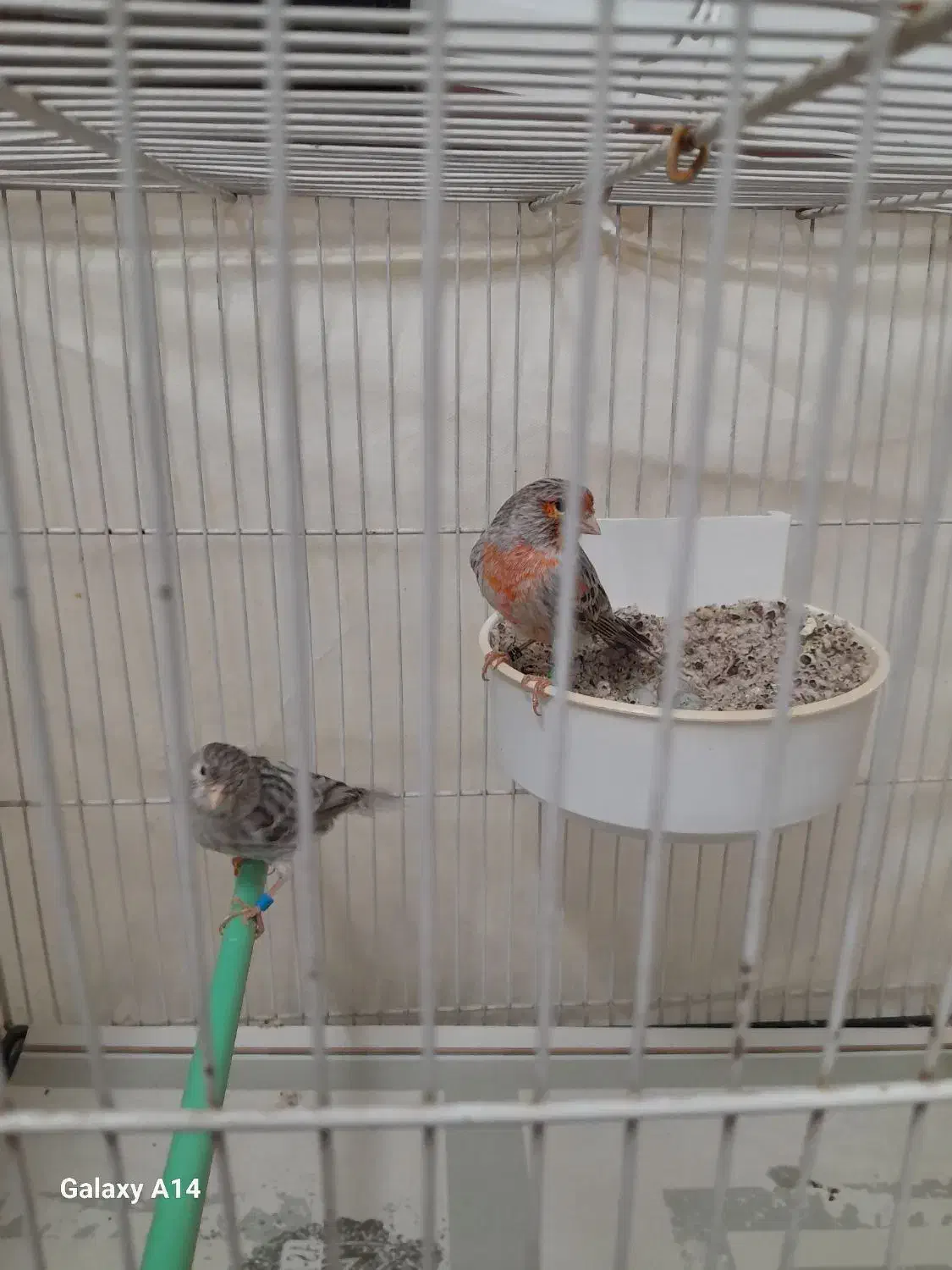 قناری|پرنده|مشهد, کارمندان دوم|دیوار