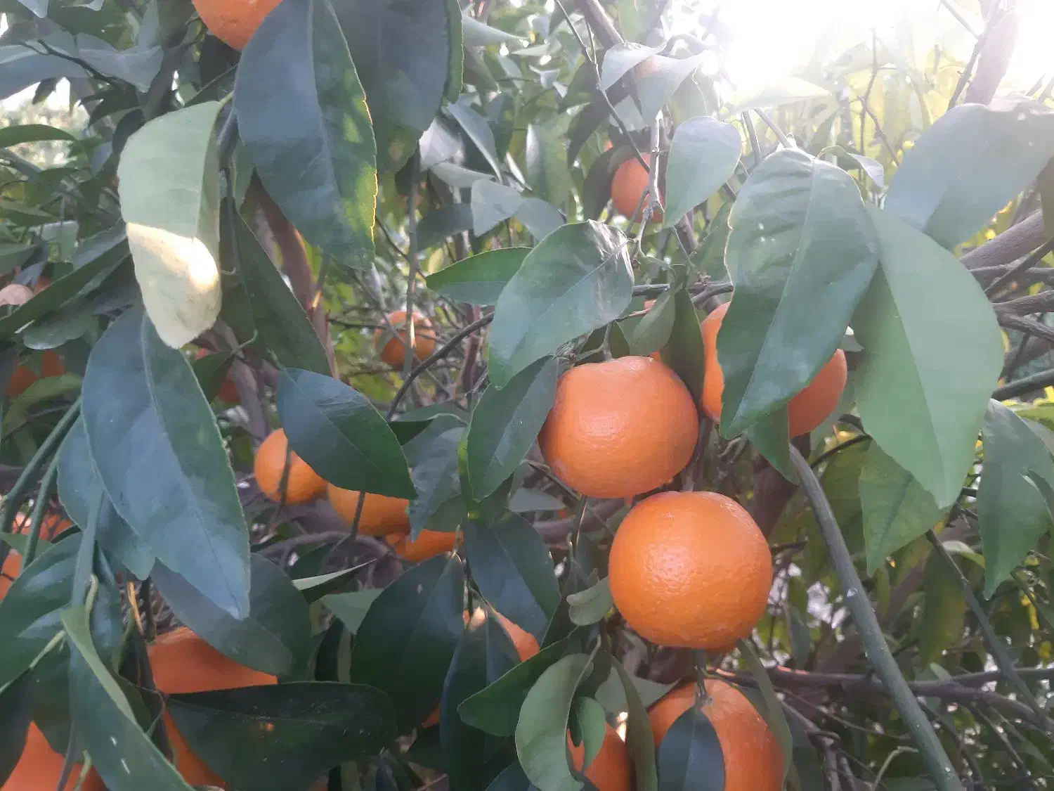 خرید عمده وخرده اجاره باغ|خدمات باغبانی و درختکاری|دوگنبدان, |دیوار