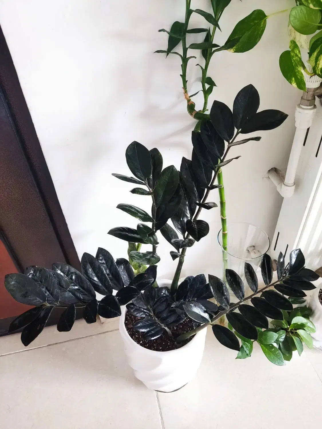 گمشده|اشیا|ارومیه, |دیوار