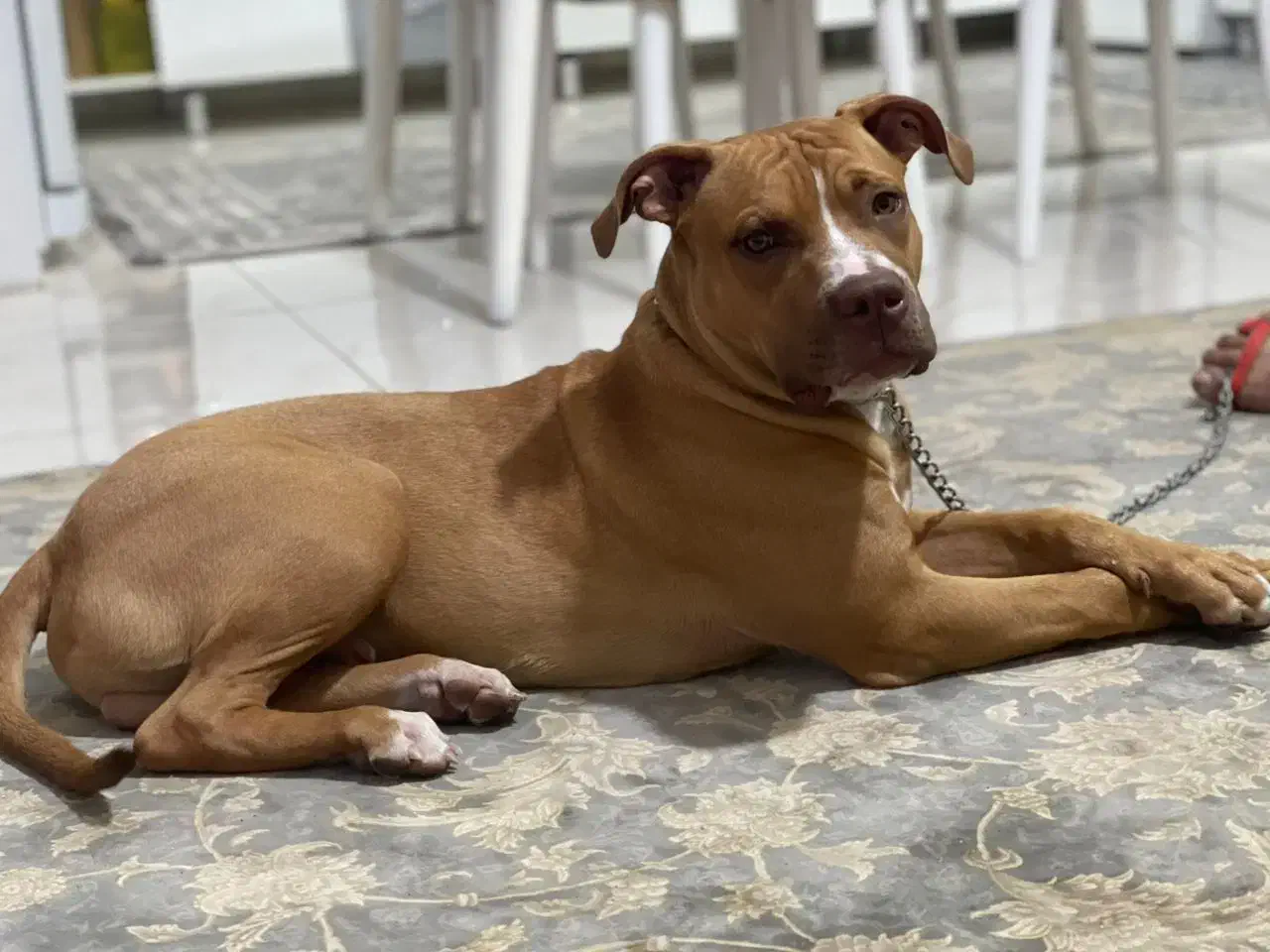 واگذاری سگ پیت بول|سگ|شاهین‌شهر, عطار|دیوار