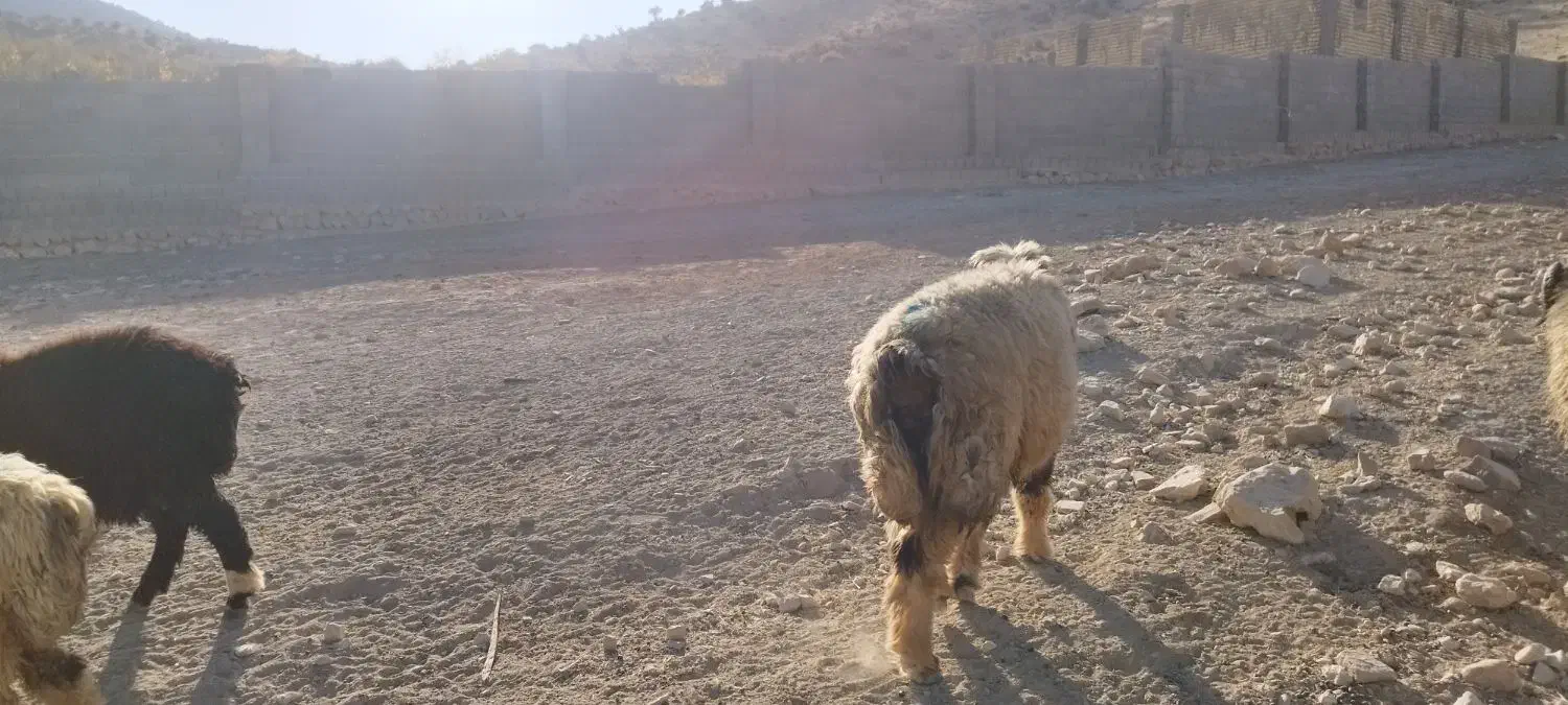 قوچ داشتی|حیوانات مزرعه|ارژن, |دیوار