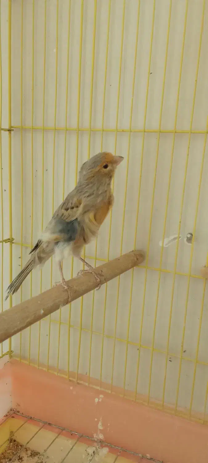 ماده قناری|پرنده|خمینی‌شهر, |دیوار