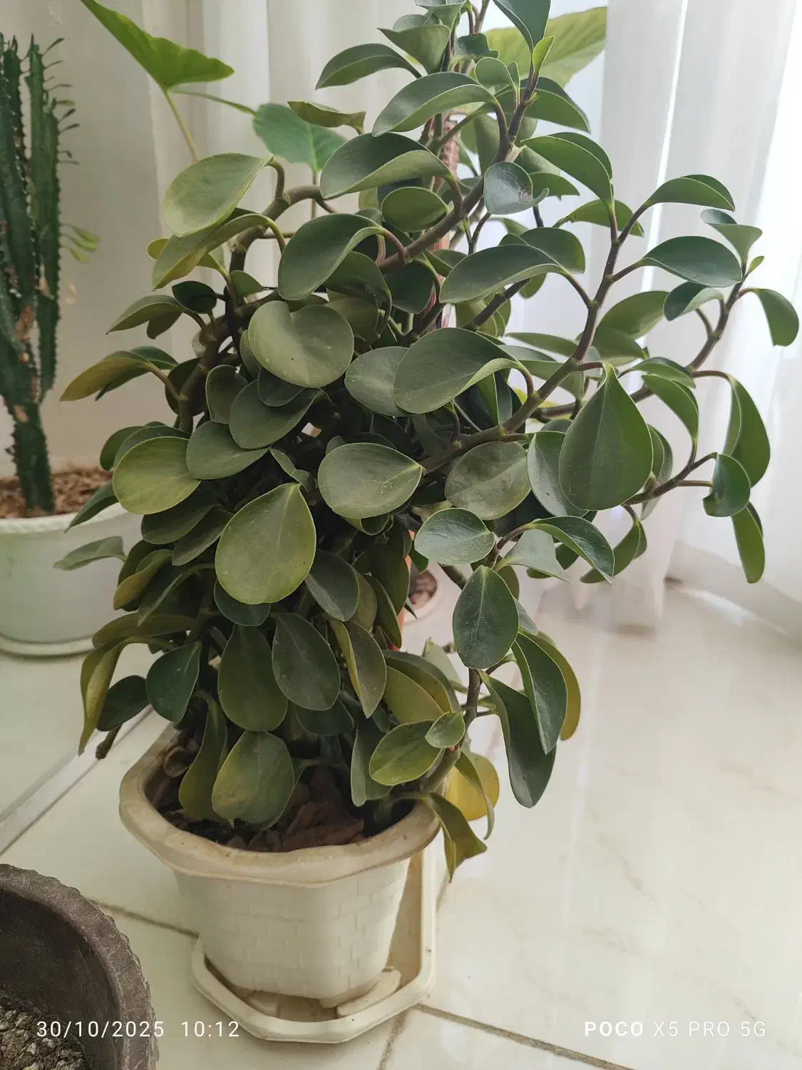 گل طبیعی|گل و گیاه طبیعی|ایلام, |دیوار