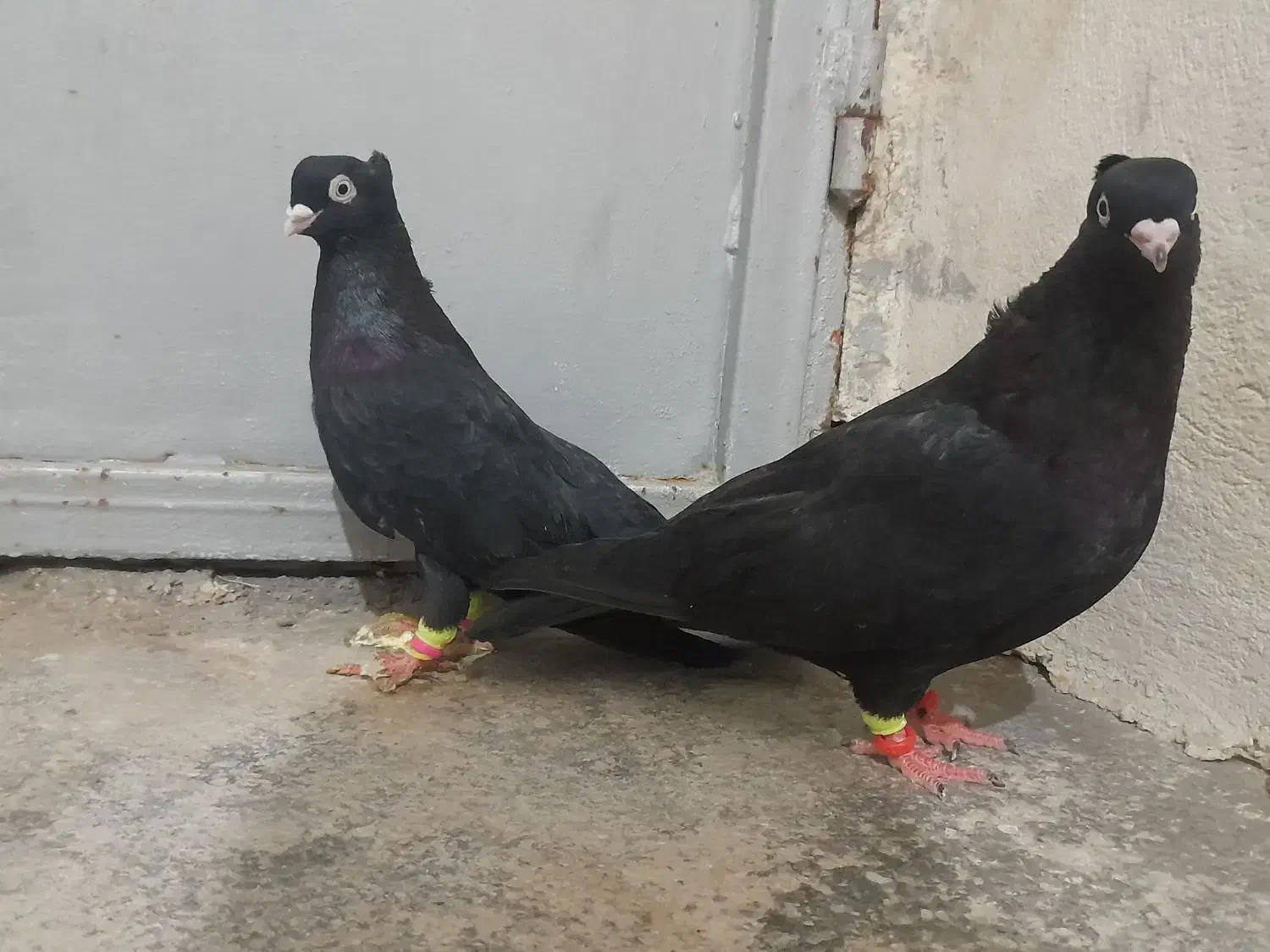 فروش جفت زاغ|پرنده|مهر, |دیوار