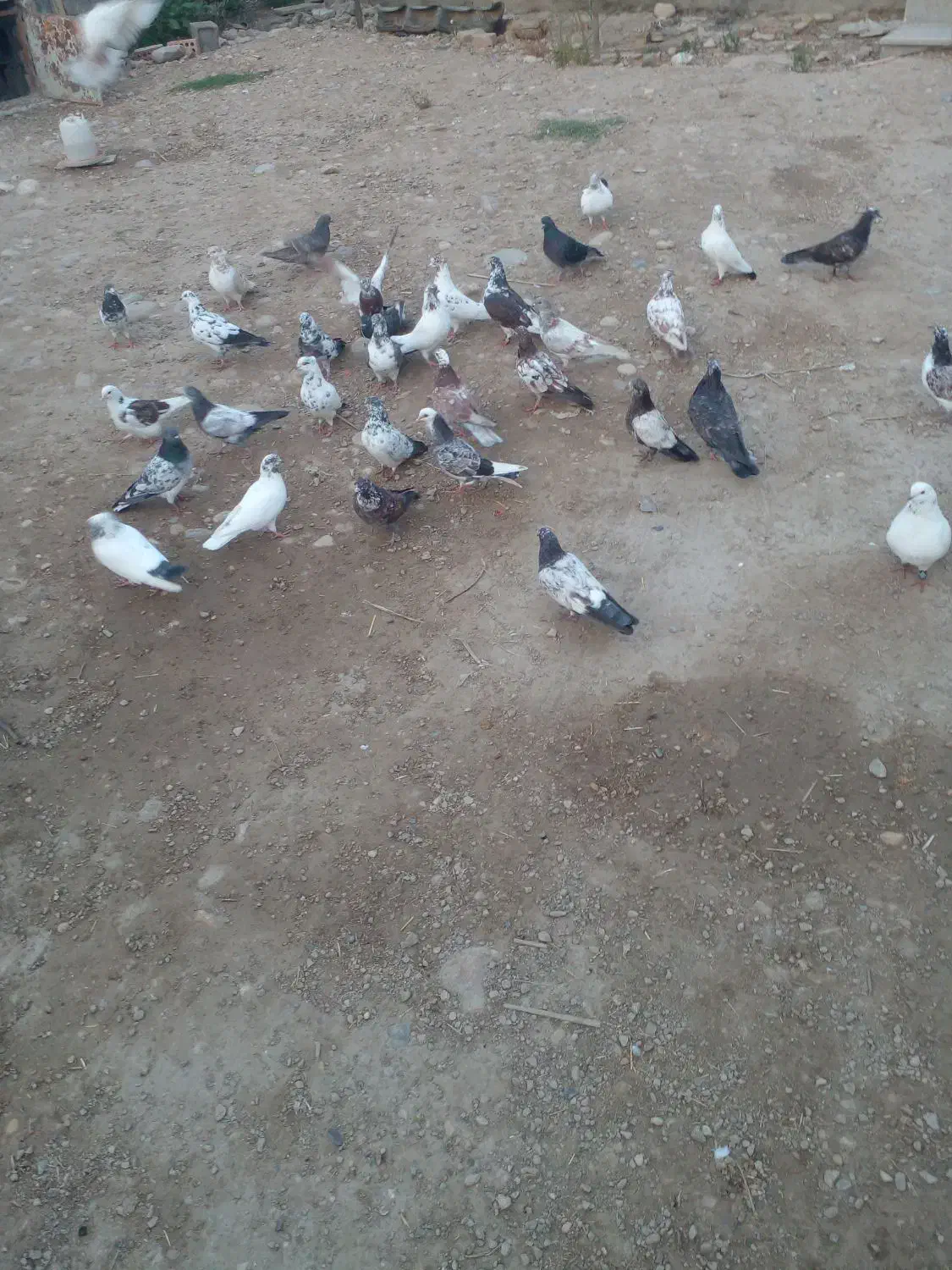 کبوترتکپر|پرنده|فراغی, |دیوار