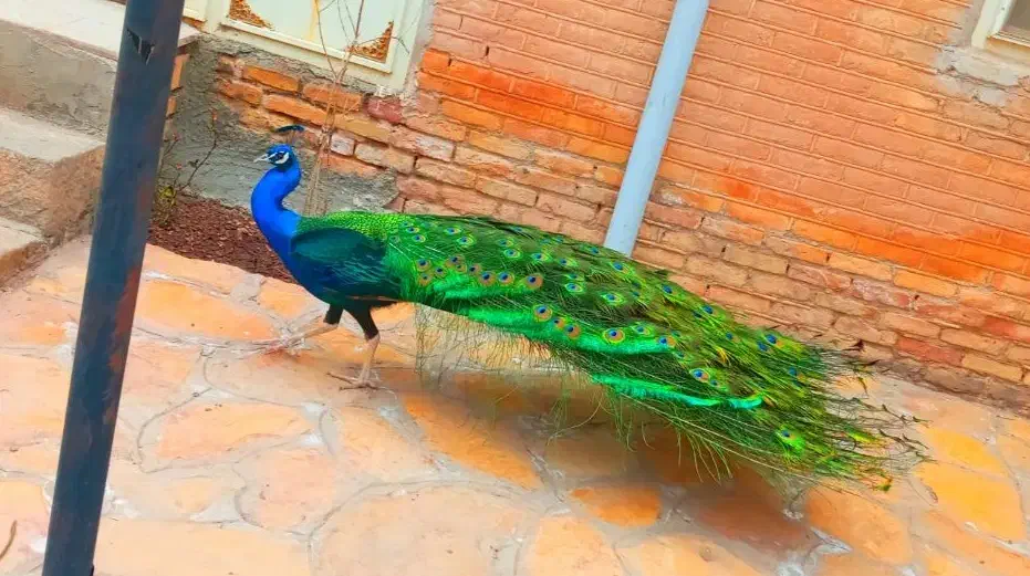 انواع نژاد های طاووس در سنین مختلف|پرنده|تهران, صادقیه|دیوار