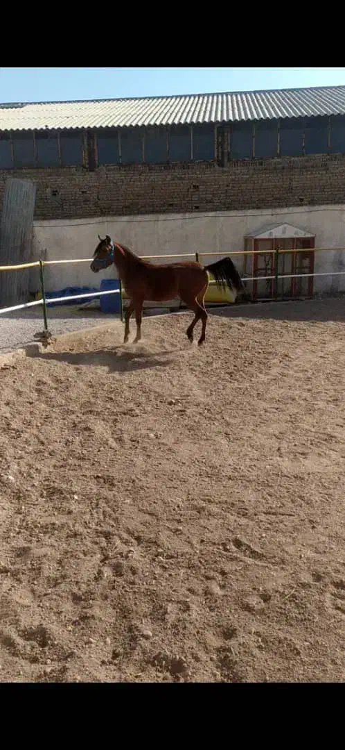 اسب  مادیان|اسب و تجهیزات اسب‌سواری|تبریز, |دیوار