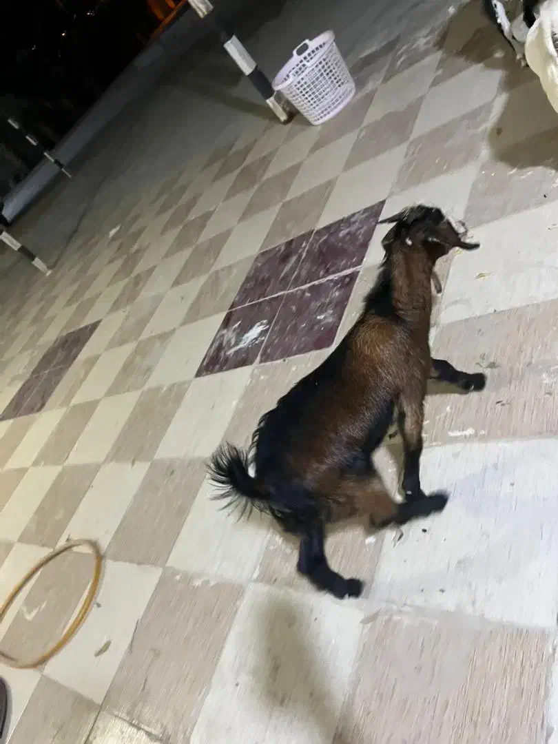 نری کوچک و بزرگ|حیوانات مزرعه|قشم, |دیوار