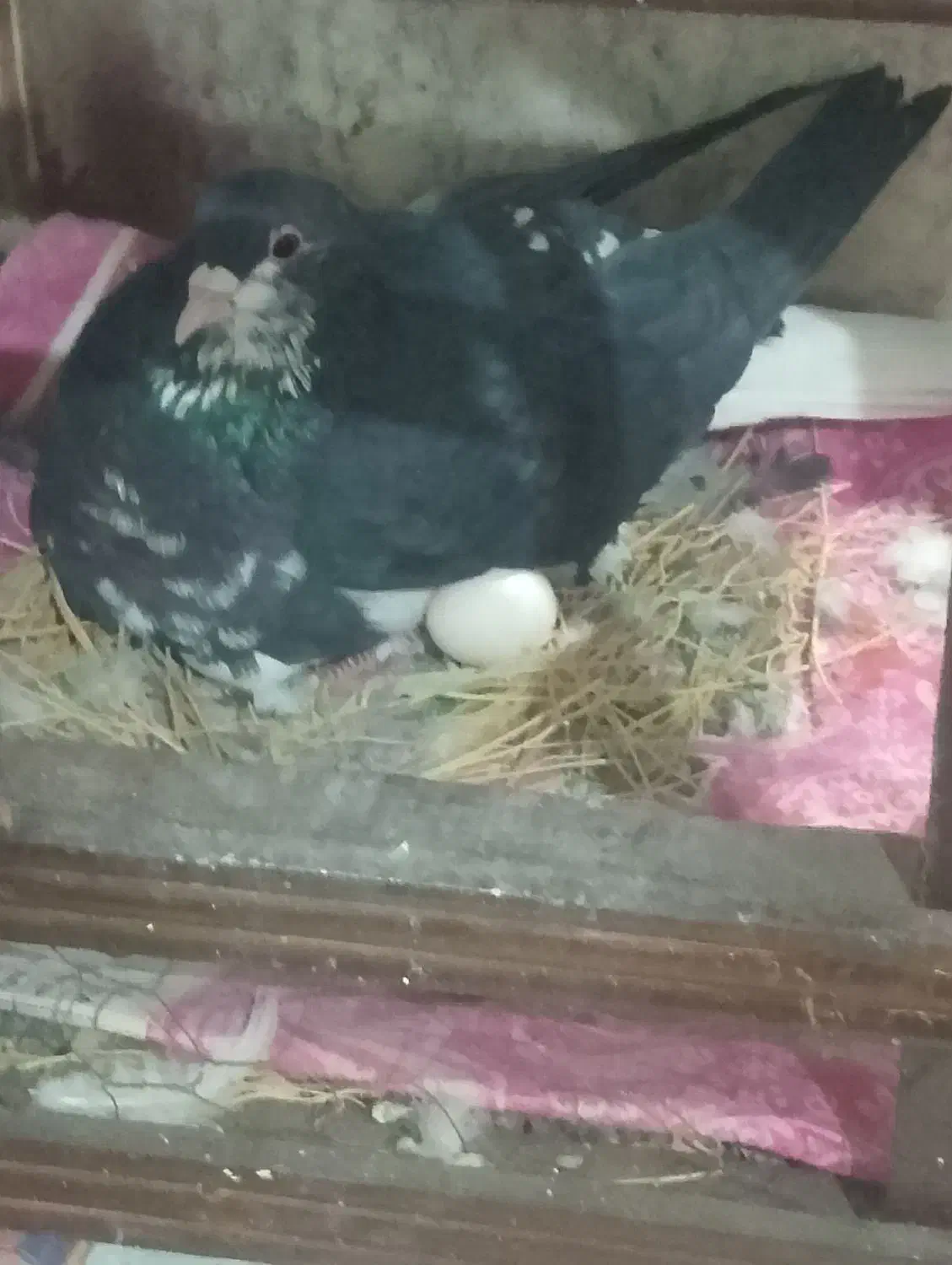 کفتر فروشی بضمانت تخم جوجه و پرش|پرنده|تربت‌حیدریه, حاجی یار‎|دیوار