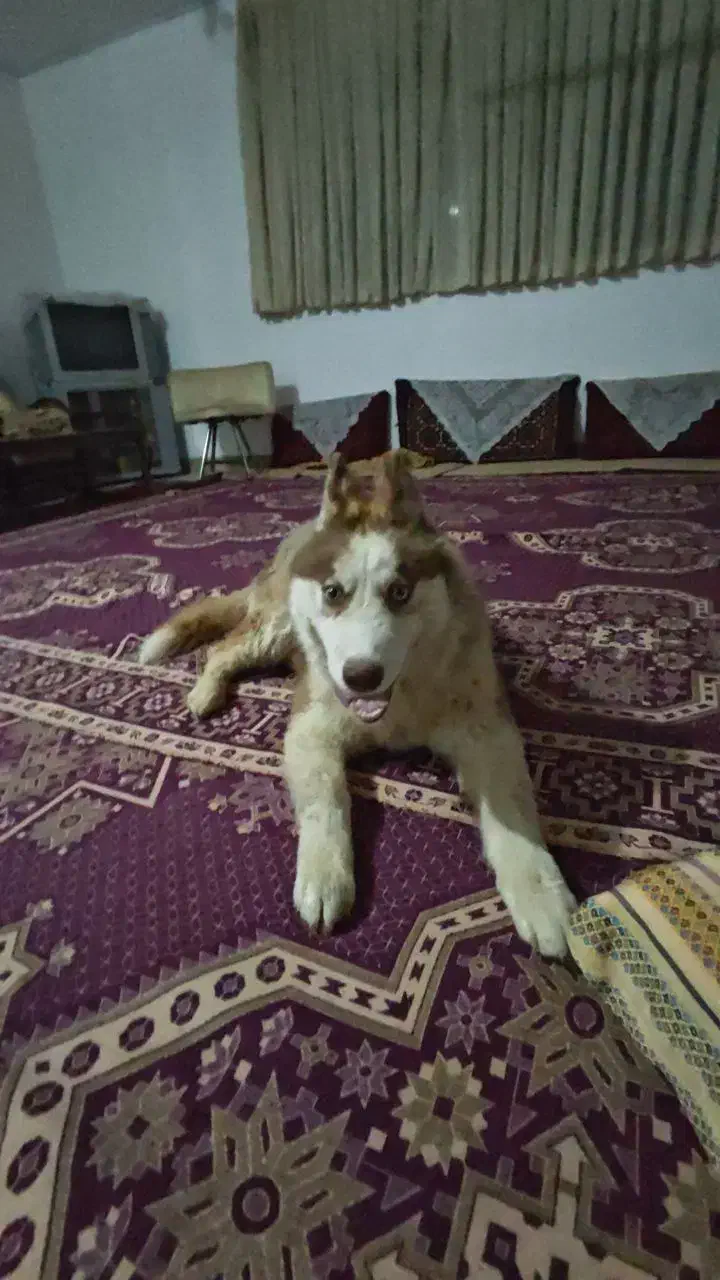 هاسکی شش ماه و پاپی پشمی یک سال|سگ|اصفهان, جلفا|دیوار