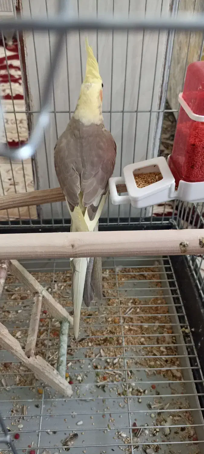 عروس هلندی جوجه|پرنده|بهارستان, |دیوار