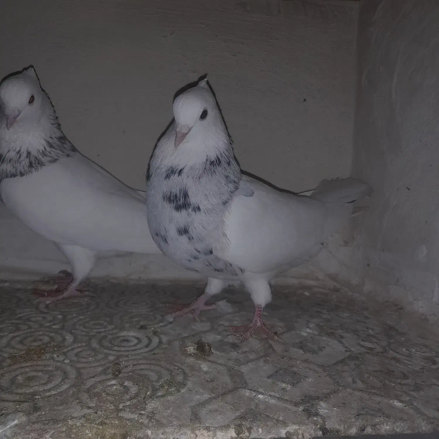 کبوترطوقی|پرنده|شهریار, شهرک بهاران (ویره)|دیوار