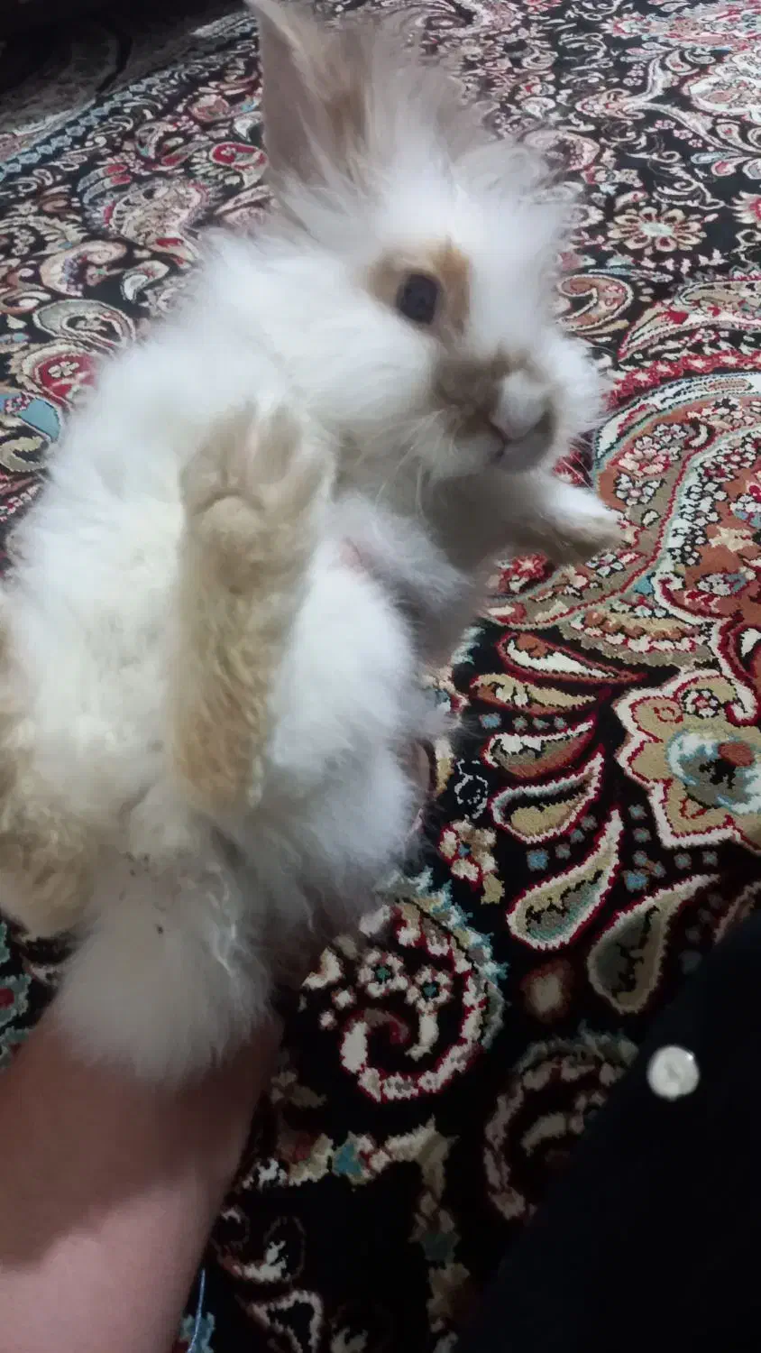 خرگوش سالم وتمیز|موش و خرگوش|بیجار, |دیوار