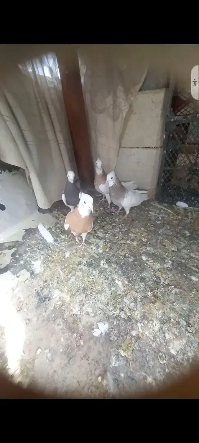 کبوتر طوقی|پرنده|نورآباد ممسنی, |دیوار